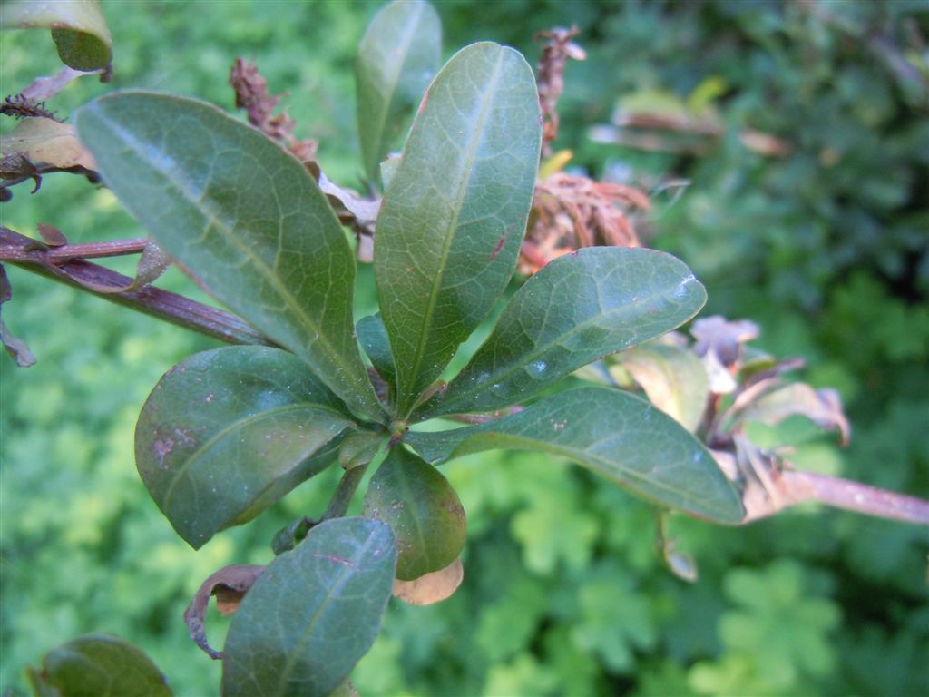 Pianta da Posillipo - Plumbago auriculata